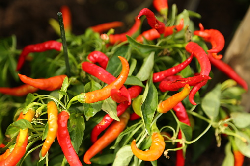 Agriculture. The peppers grow in a field in the ground in the outdoors close-up.