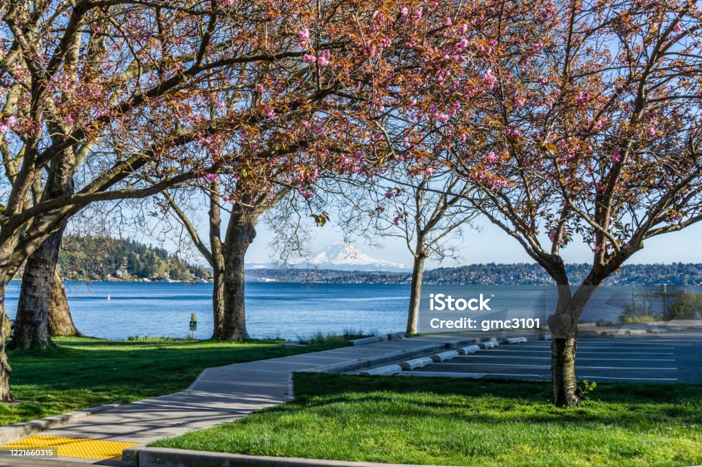 Tree Park Spring Seward Park Spring Trees 2 Stock Photo - Download Image Now ...