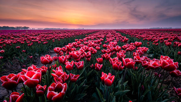 istock Tulip fields in the Netherlands with on the background windmill park in ocean Netherlands, colorful dutch tulips 1221661432