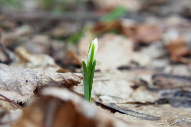 Snowdrop is the first flower that grows at the end of winter. A wonderful young flower.