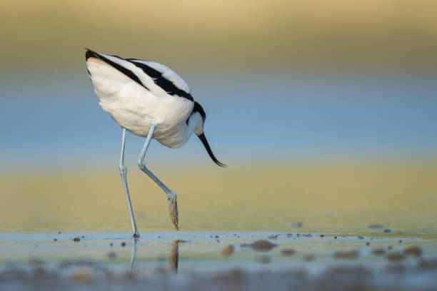 The pied avocet