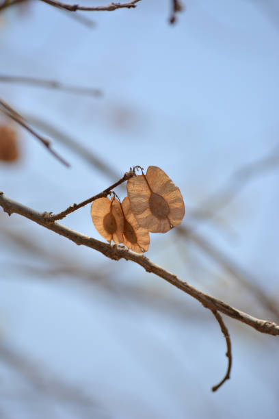 Organic air dried chilbil or Indian Elm (Holoptelea Integrifolia) seeds.