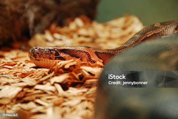 Foto de Retriculated Python Retriculatus e mais fotos de stock de Cabeça de animal - Cabeça de animal, Camuflagem, Cativeiro