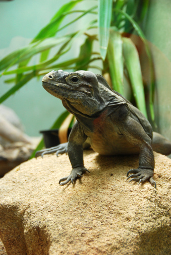 A closeup shot of a big green iguana lying on a piece of wood