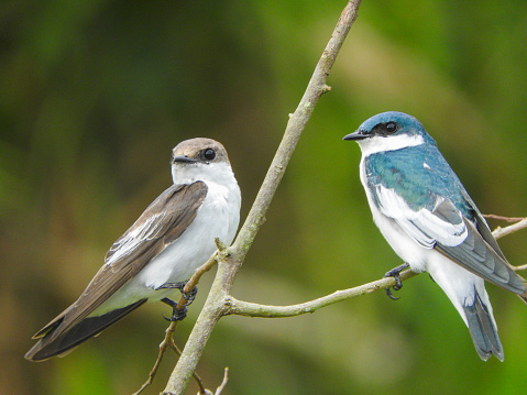 Female on the left, male on the right