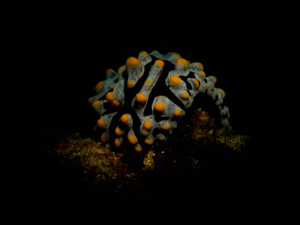 istock Underwater life in North Sulawesi, Indonesia 1221664127