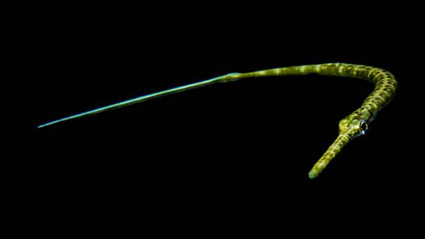 istock Underwater life in North Sulawesi, Indonesia 1221664128