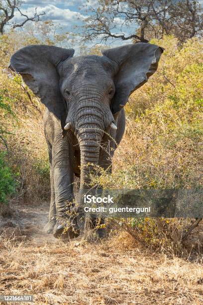 Chasing African Elephant Zakouma National Park Chad Stock Photo - Download Image Now