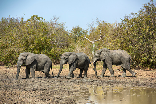 The African bush elephant or African savanna elephant (Loxodonta africana). Samburu National Reserve. A female group crossing the river.