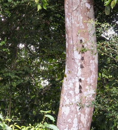 These small bats line up a tree trunk imitating the shape of a snake