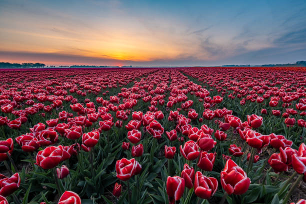 istock Tulip fields in the Netherlands with on the background windmill park in ocean Netherlands, colorful dutch tulips 1221665396