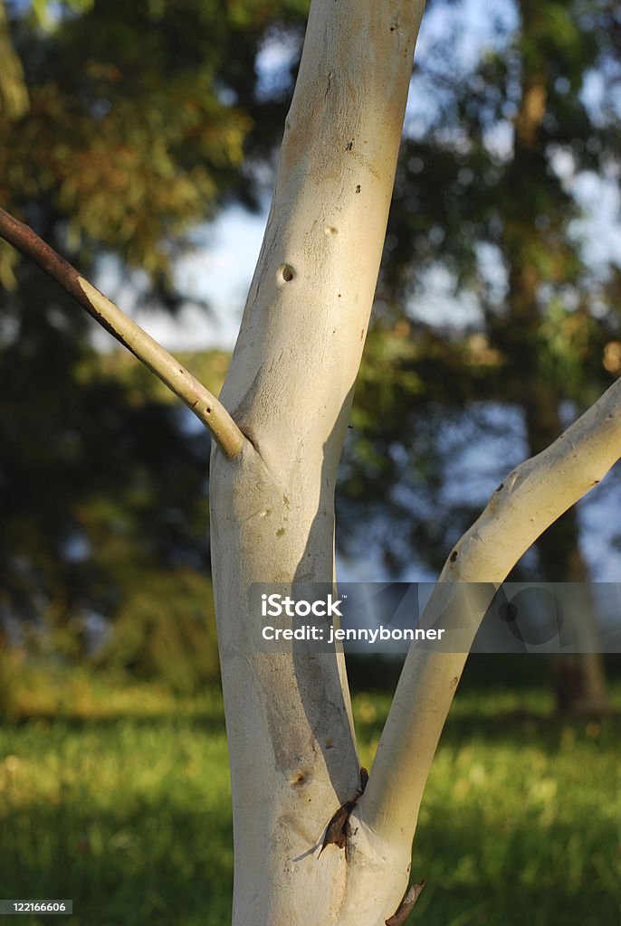 Neve Gum Eucalipto da Austrália - Foto de stock de Austrália royalty-free