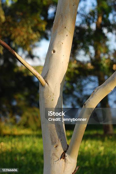 Foto de Neve Gum Eucalipto Da Austrália e mais fotos de stock de Austrália - Austrália, Beleza natural - Natureza, Branco