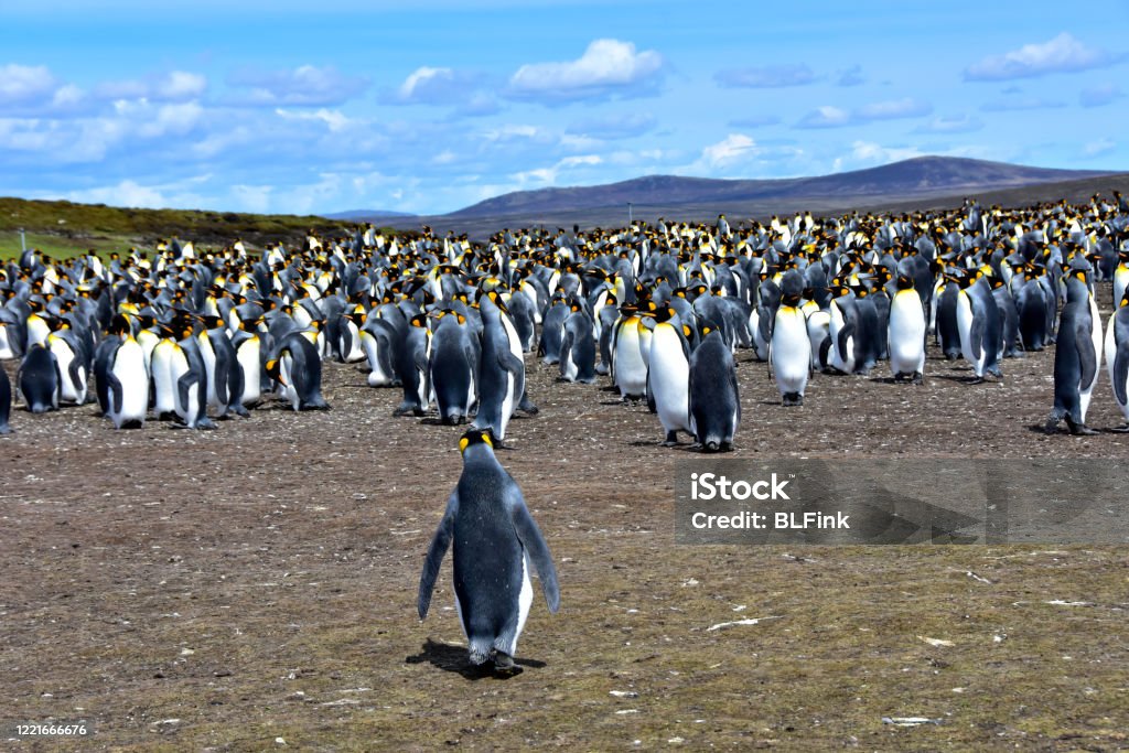 Kolonie van Koningspinguïns - Royalty-free Stanley - Falklandeilanden Stockfoto