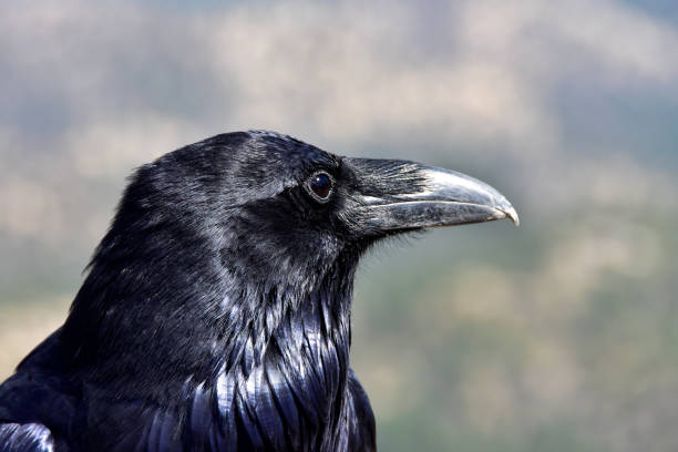 istock Portrait of a Raven 1221666893