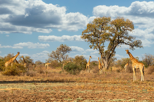 A group of rare Kordofan Giraffes (Giraffa camelopardalis antiquorum) in Zakouma National Park, Chad. Kordorfan giraffes are a subspecies of giraffe found in northern Cameroon, southern Chad, Central African Republic and possibly western Sudan.\n\nZakouma National Park is situated just south of the Sahara desert and above the fertile rainforest regions of Chad. The Greater Zakouma Ecosystem is well positioned as the primary safe haven for Central and West African wildlife.