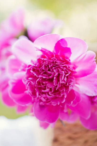 istock Beautiful pink peonies at sunset light 1221668416