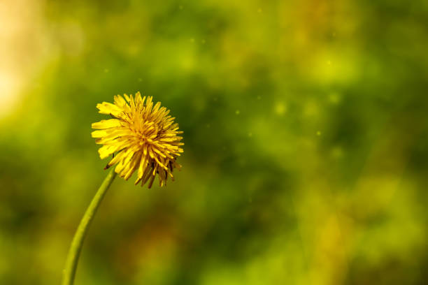 istock Yellow dandelion in the sun on a green background 1221668989
