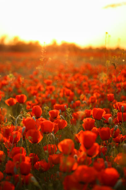 istock Field of poppies on a sunset 1221669044