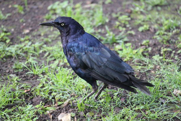 istock Black blue bird on the grass close-up 1221669724