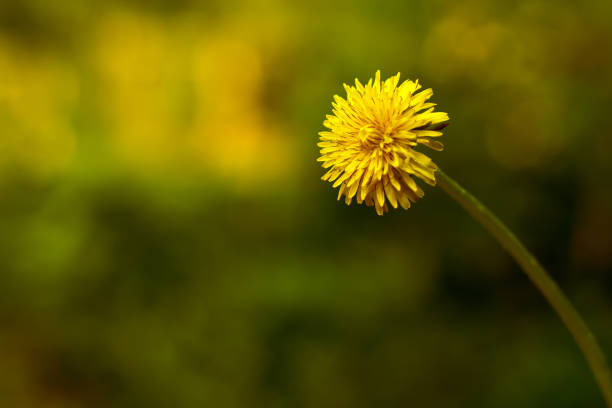 istock Yellow dandelion in the sun on a green background 1221669741