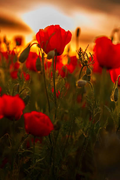 istock Field of poppies on a sunset 1221669791