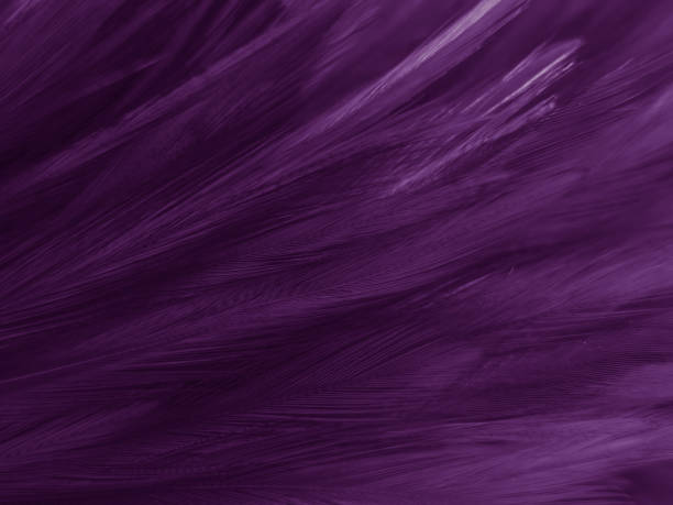 istock Beautiful abstract white and purple feathers on white background and soft white feather texture on white pattern and purple background, feather pink background , purple banners 1221669960