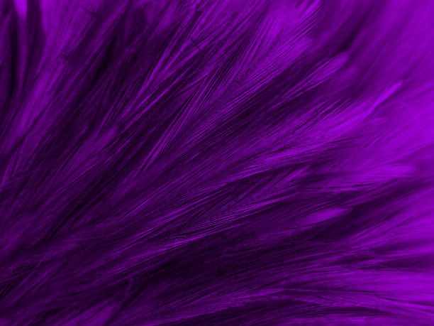 istock Beautiful abstract white and purple feathers on white background and soft white feather texture on white pattern and purple background, feather pink background , purple banners 1221670069