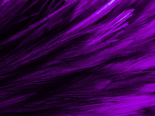 istock Beautiful abstract white and purple feathers on white background and soft white feather texture on white pattern and purple background, feather pink background , purple banners 1221670078