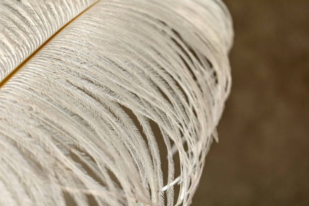 istock White ostrich feather on a window background, close-up. 1221670120