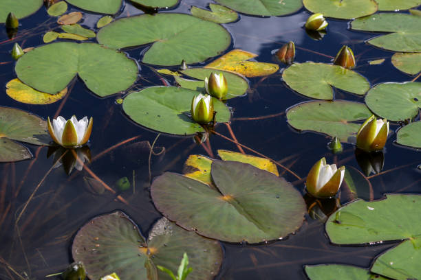 istock White water lilies on the water 1221670167