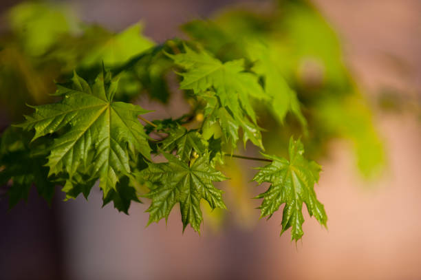 istock little green leaves on trees in a springtime 1221670527