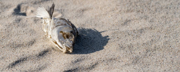 istock dried fish skeleton lying on the sand 1221673827