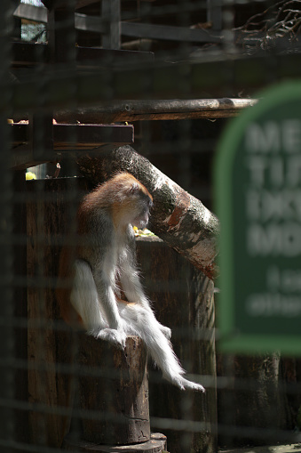 Monkey in the cage is sad. An animal in captivity is thinking how to escape.