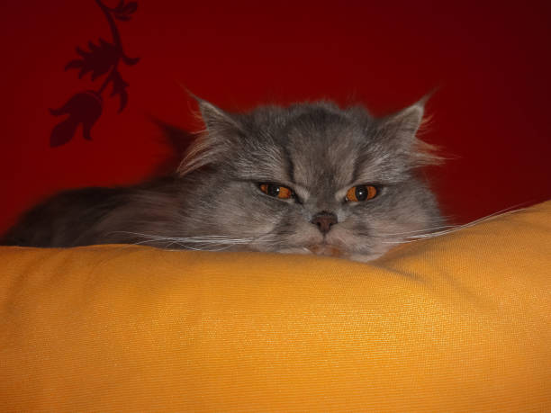 Persian female cat, cute. relaxing her chin  in a pillow - fotografia de stock