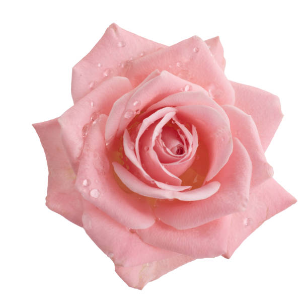 istock Beautiful pink rose isolated on white background. Pink rose blossom 1221675385
