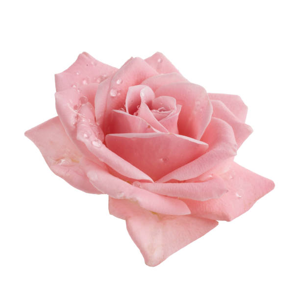 istock Beautiful pink rose isolated on white background. Pink rose blossom 1221675389