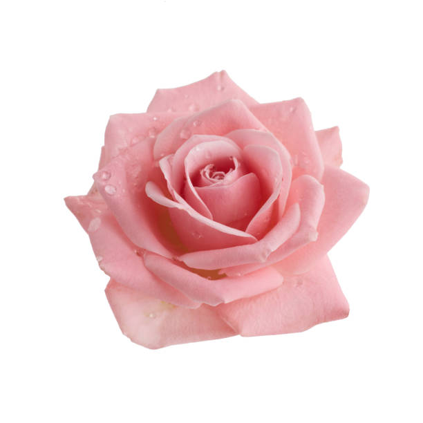 istock Beautiful pink rose isolated on white background. Pink rose blossom 1221675412