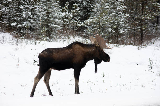 istock Moose in snowy forest in Canada 1221677483
