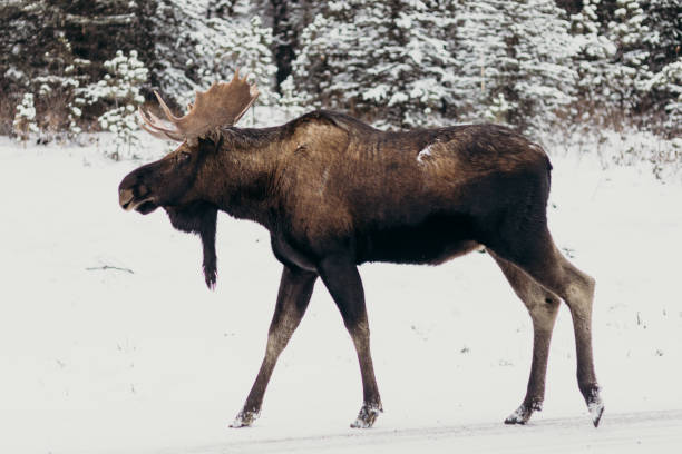istock Moose in snowy forest in Canada 1221678099