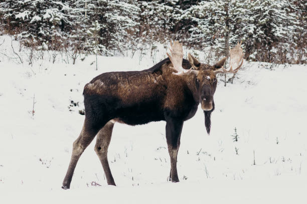 istock Moose in snowy forest in Canada 1221678159