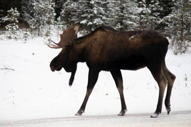 istock Moose in snowy forest in Canada 1221678204