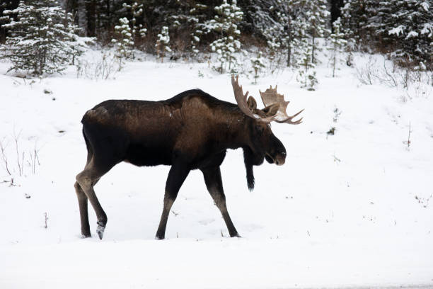 istock Moose in snowy forest in Canada 1221678210