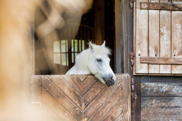 istock Portrait of a white horse on barn 1221678267