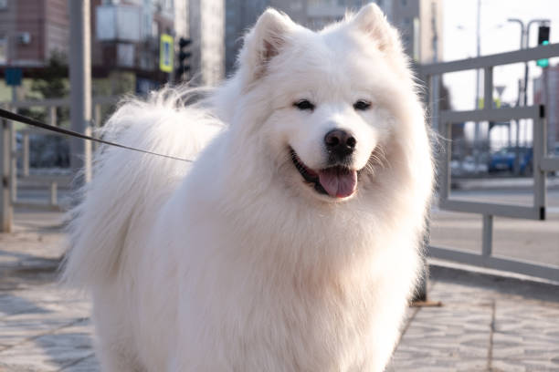 istock closeup white american eskimo dog standing 1221678750