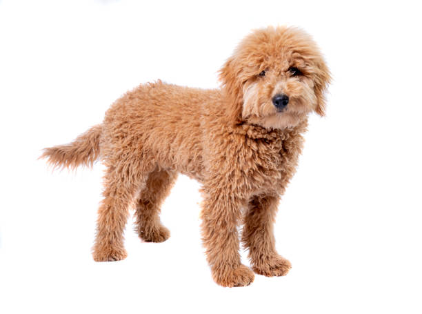 Mini goldendoodle puppy Studio shot of a cute mini golden doodle puppy looking at the camera on a full white background goldendoodle stock pictures, royalty-free photos & images