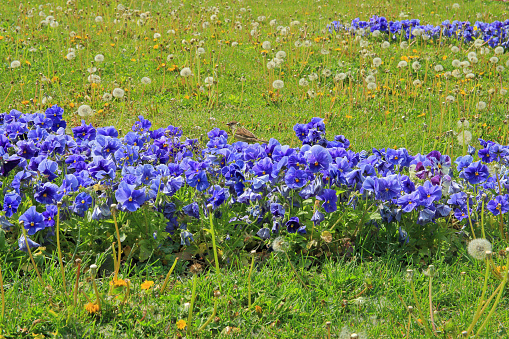 The photo was taken in a public park in Odessa. The picture shows blue flowers called Pansies in a green meadow.