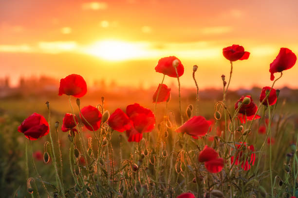 istock Field of poppies on a sunset 1221679828