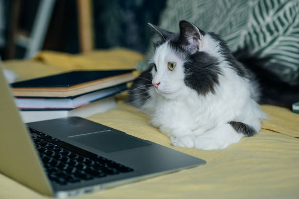 istock Stay home stay safe concept. Cat at the computer during quarantine and self-isolation during the coronavirus epidemic. Work from home and freelance, distance learning, online entertainment concept 1221680744