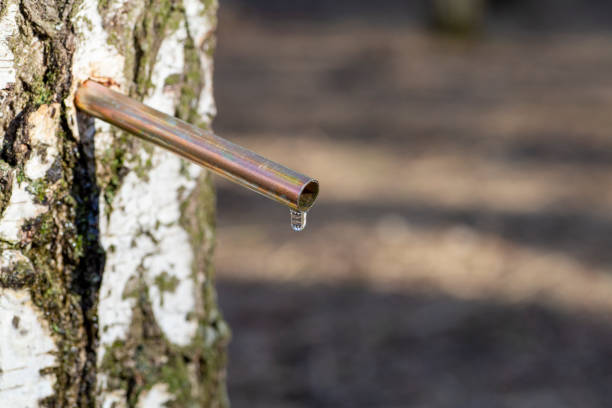 la savia de abedul cae en primavera. jugo de abedul o agua en un bosque - water sap fotografías e imágenes de stock